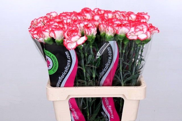 <h4>Dianthus St Poirot Bianco</h4>