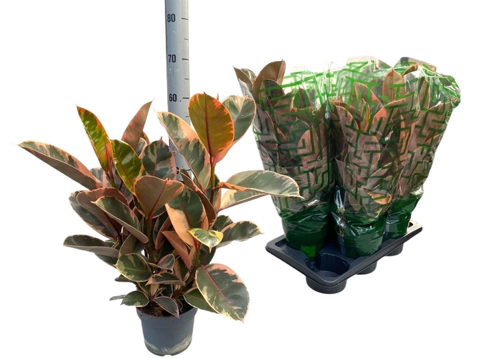 <h4>FIC EL BELIZE</h4>