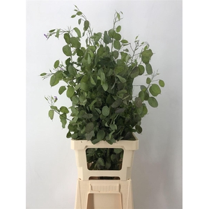 LUNARIA ANNUA (GROENE PENNING)