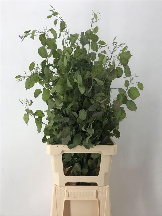 <h4>LUNARIA ANNUA (GROENE PENNING)</h4>