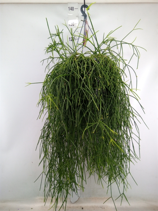 <h4>Rhipsalis   ...</h4>