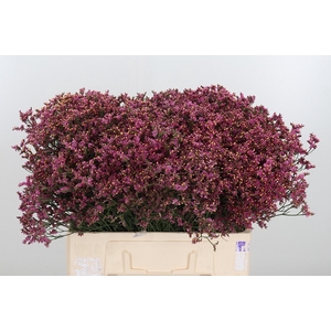 Lim Sin Sen Pin Beau