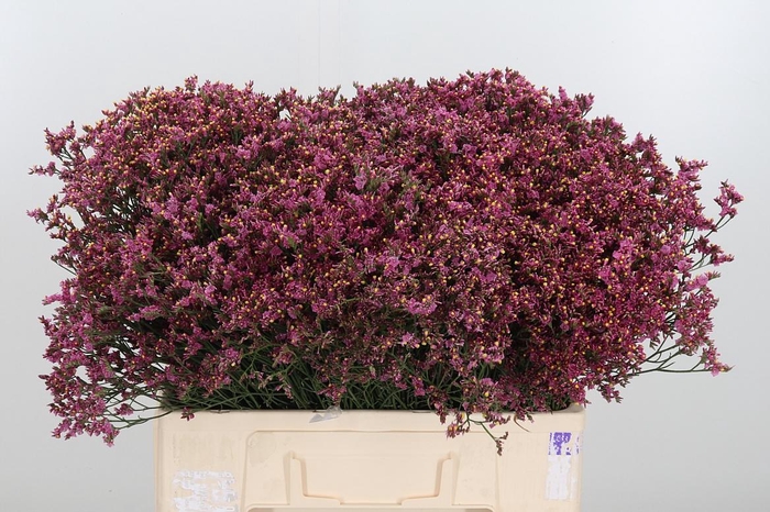 <h4>Lim Sin Sen Pin Beau</h4>