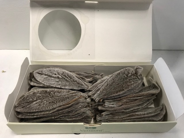 Stachys bruin 75pc