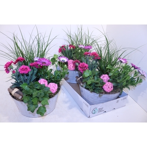 ARR TUINPLANTEN