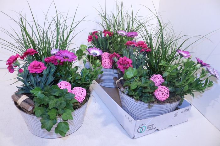 <h4>ARR TUINPLANTEN</h4>