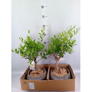 Arr. Kamerplant Groen H%