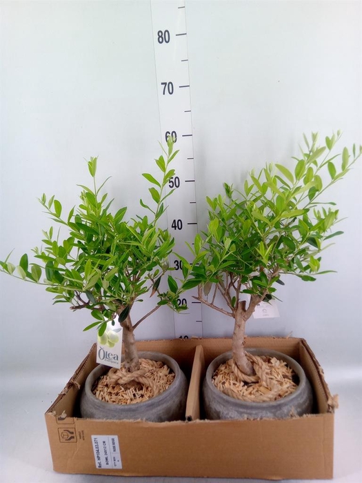 <h4>Arr.   Kamerplant Groen H%</h4>