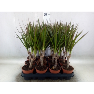Dracaena marg.