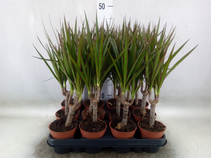 <h4>Dracaena marg.</h4>