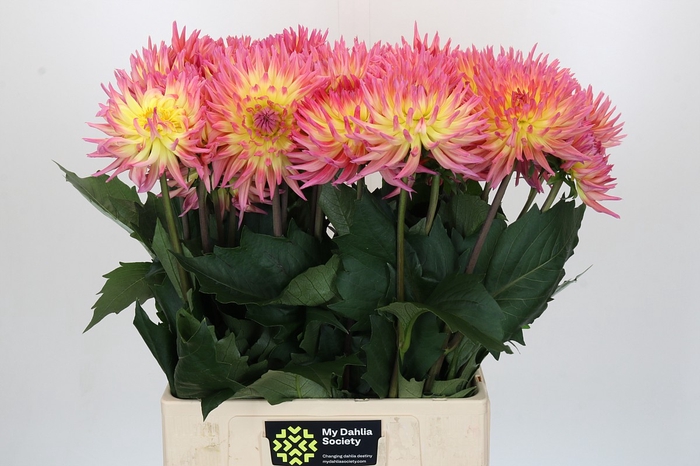 <h4>Dahlia Karma Sangria</h4>