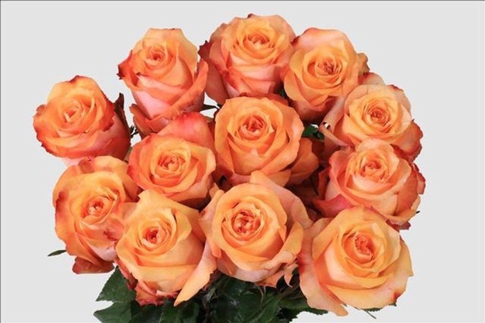 <h4>Rosa ec twilight</h4>