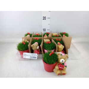 Arr.   Kamerplant Groen L%