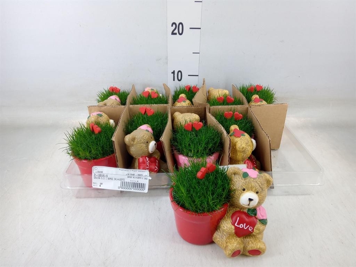 <h4>Arr.   Kamerplant Groen L%</h4>