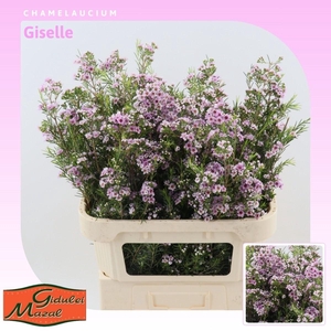 Chamelaucium Giselle