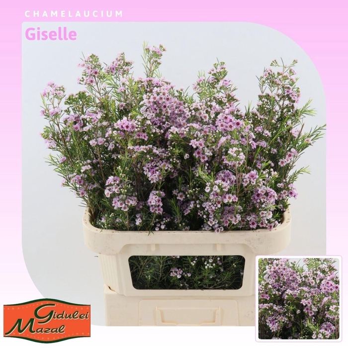 <h4>Chamelaucium Giselle</h4>