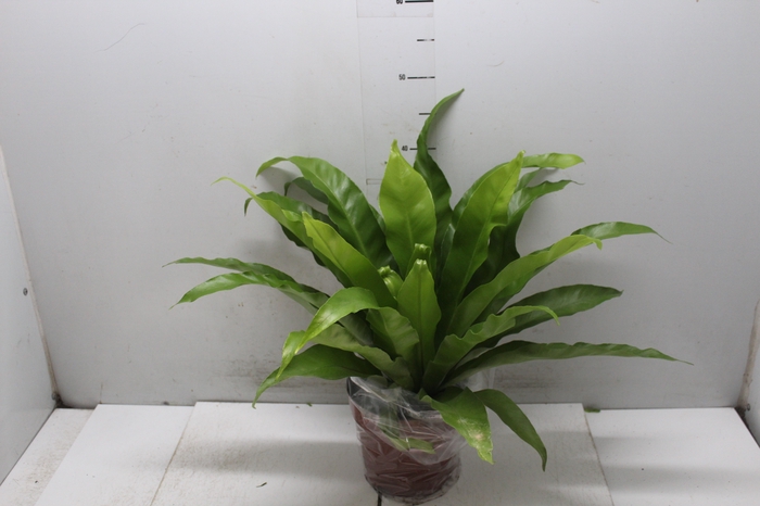 <h4>ASPLENIUM VARIADO P17</h4>