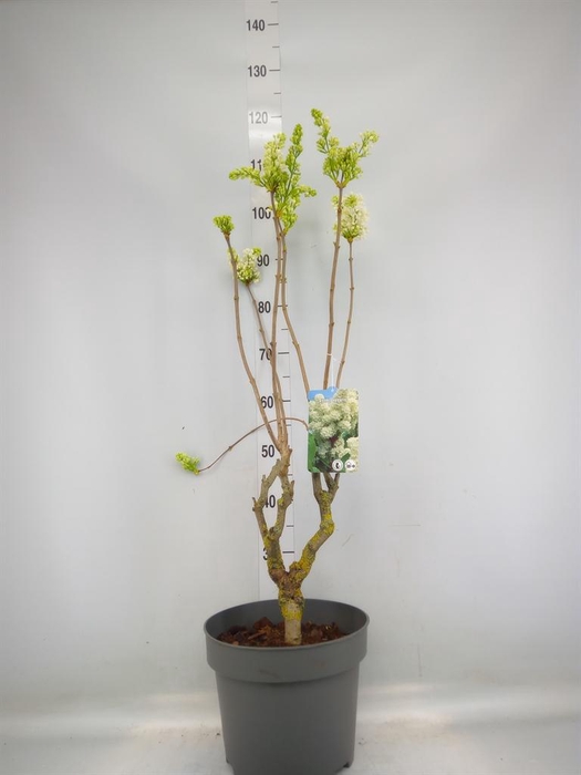 <h4>Syringa vulg.</h4>