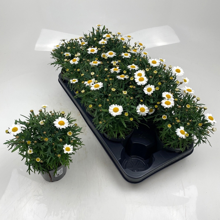 <h4>ARG MO DUPLO WHITE</h4>