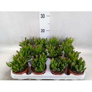 Crassula ovata 'Gollum'