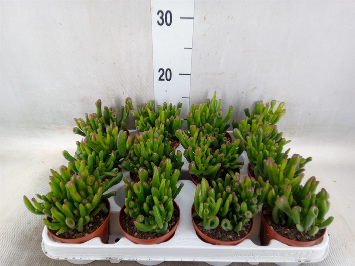 <h4>Crassula ovata 'Gollum'</h4>