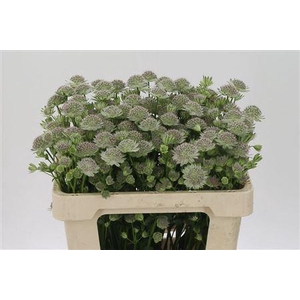 Astrantia Rosa-lee