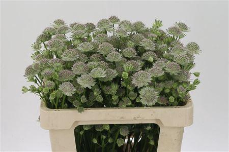 <h4>Astrantia Rosa-lee</h4>