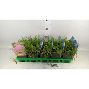 Achillea millef. 'Lilac Beauty'