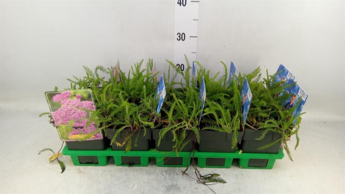 <h4>Achillea millef. 'Lilac Beauty'</h4>