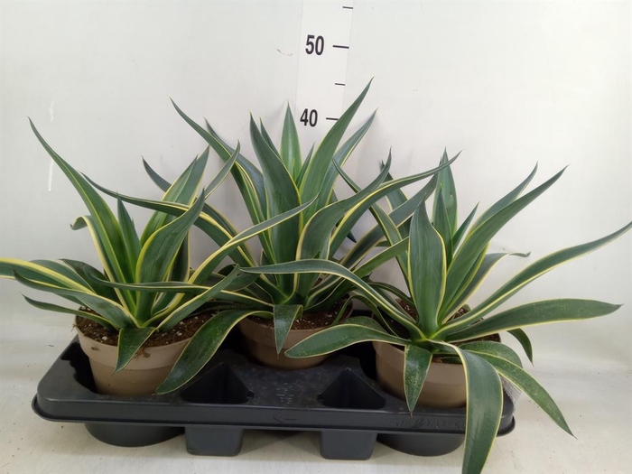 <h4>Agave americana</h4>