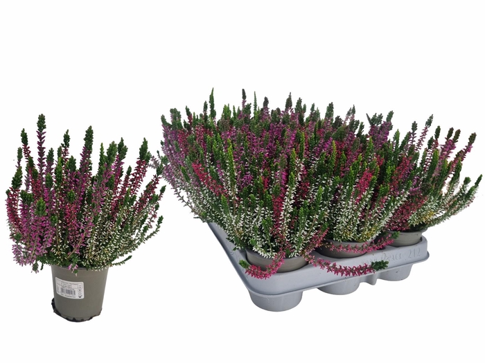 <h4>CALLU WIBOS TRIO</h4>