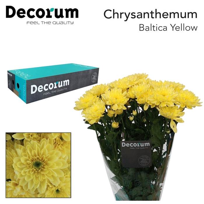 <h4>Chr T Baltica Yellow Decorum</h4>