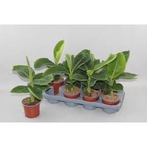 MUSA TROPICANA