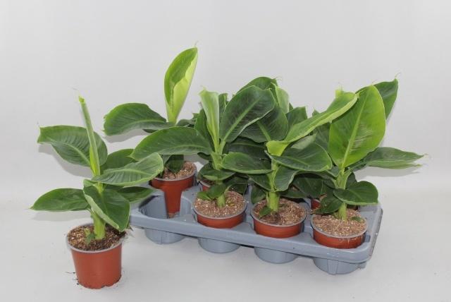 <h4>MUSA TROPICANA</h4>
