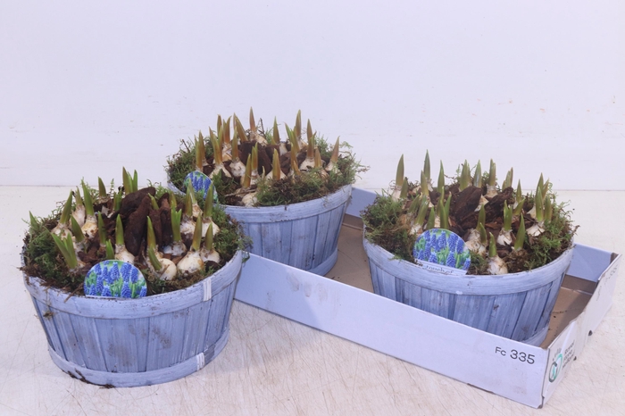 <h4>ARR MUSCARI</h4>