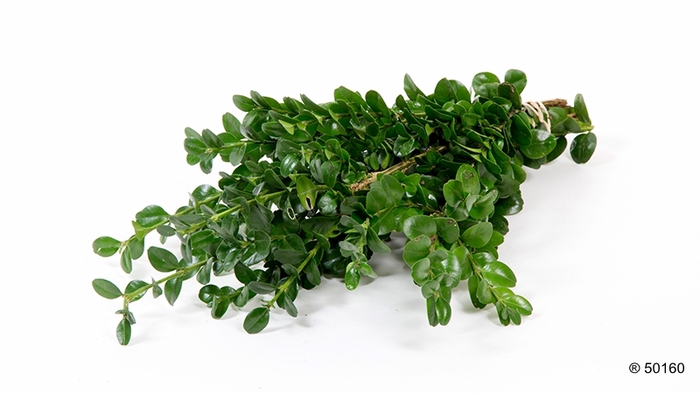 <h4>BUXUS, BUXBOM grootblad</h4>