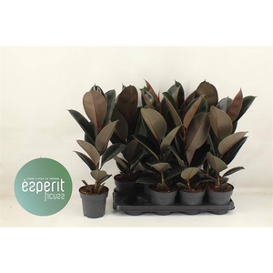 Ficus elastica Abidjan 14Ø 55cm 1pp