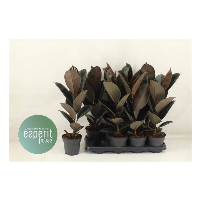 <h4>Ficus elastica Abidjan 14Ø 55cm 1pp</h4>
