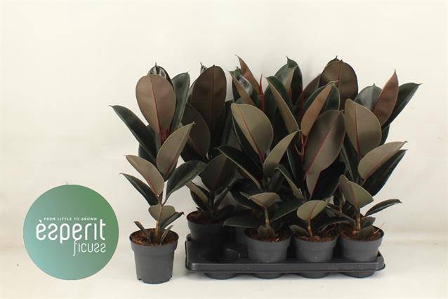 Ficus elastica Abidjan 14Ø 55cm 1pp