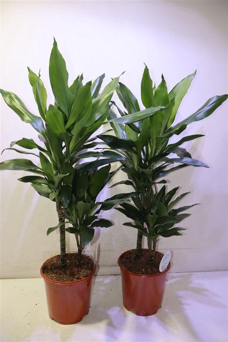 <h4>arr8 Dra De J Lind</h4>