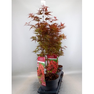 Acer palmatum 'Shaina'