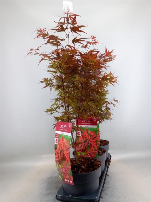 <h4>Acer palmatum 'Shaina'</h4>