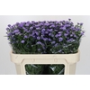 Aster Baby Blue