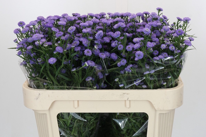 <h4>Aster Baby Blue</h4>