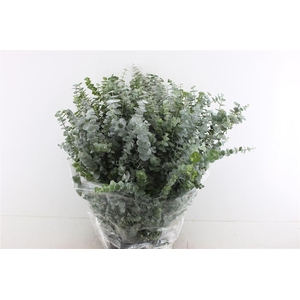 EUCALYPTUS  BABY BLUE