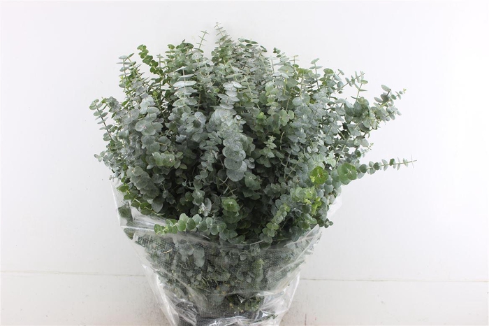 <h4>EUCALYPTUS  BABY BLUE</h4>