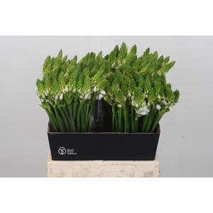 Ornithogalum Mount Fuji