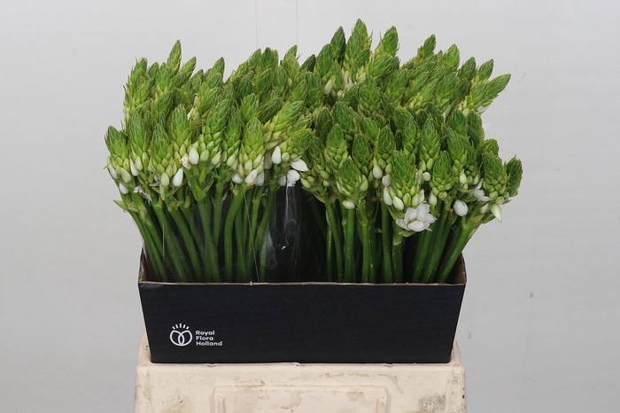 <h4>Ornithogalum Mount Fuji</h4>