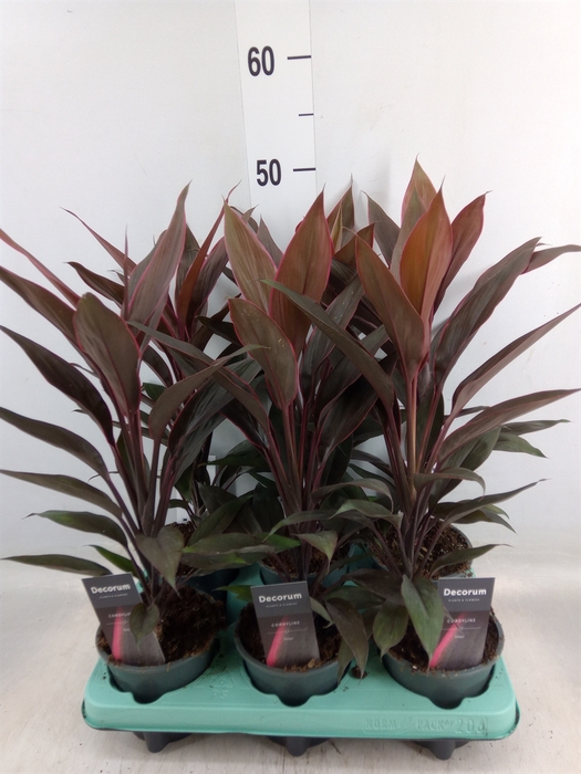 <h4>Cordyline fruti. 'Tango'</h4>