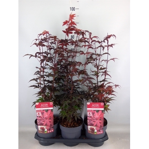 Acer palmatum